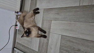 Vand pisica ragdoll - imagine 3