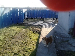 Casa individuala, 1700m2, sat Darabani, oras Negru Voda, judet Constanta - imagine 10