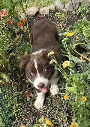 Pui Border Collie Tricolor Negru Cu Alb Blue Merle Marou - imagine 4