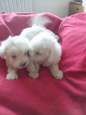 bichon cinci saptamîni