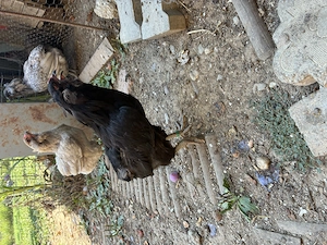 Vand pereche tanara gaini araucana - imagine 3