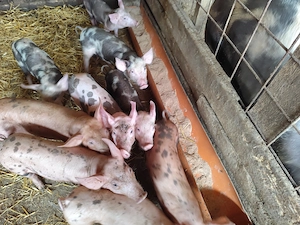 De vânzare porci 