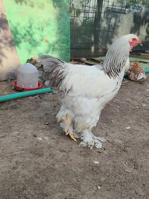 Iepurași Uriaș German 2 luni jumate și Cocosi Brahma HD din primăvară!