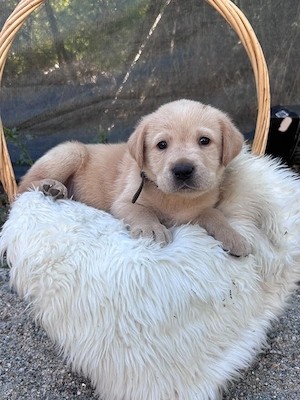 Labrador Retriever  - imagine 4