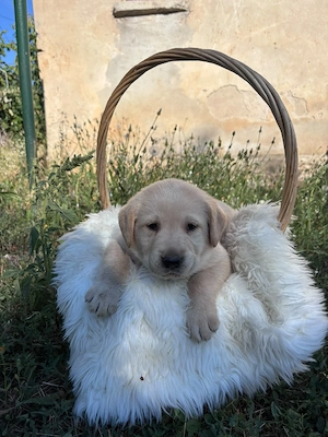 Labrador Retriever  - imagine 5