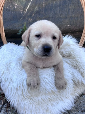 Labrador Retriever 