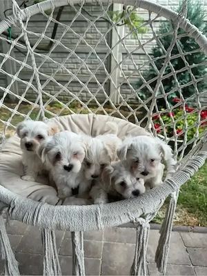 Puiuți Bichon Maltez de vânzare - imagine 3