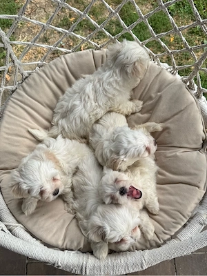Puiuți Bichon Maltez de vânzare - imagine 2