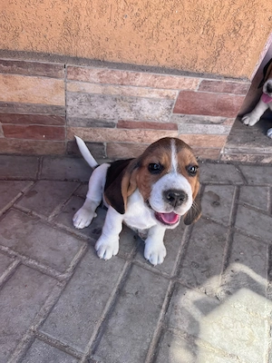 Cățeluși Beagle 