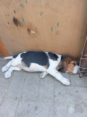Cățeluși Beagle  - imagine 2