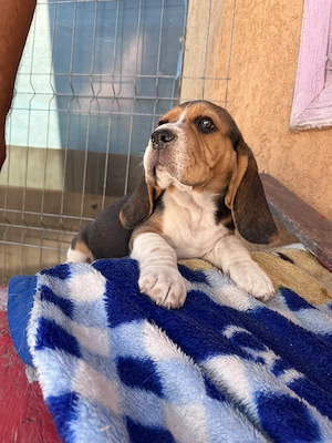 Cățeluși Beagle  - imagine 4