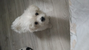 Bichon maltez de vanzare