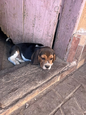 Cățeluși Beagle  - imagine 5