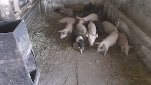 Purcei mangalița si bazna