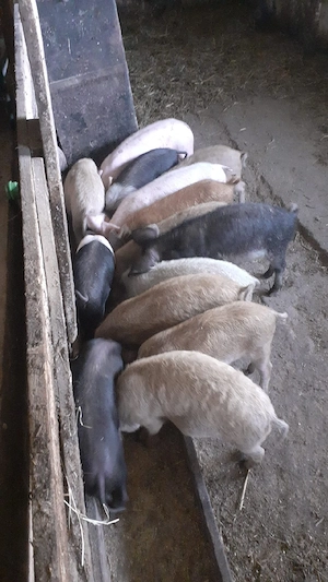 Purcei mangalița si bazna - imagine 5