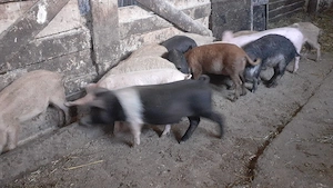 Purcei mangalița si bazna - imagine 4