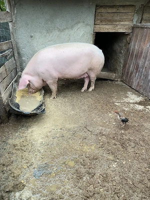 Porci de vanzare - imagine 2