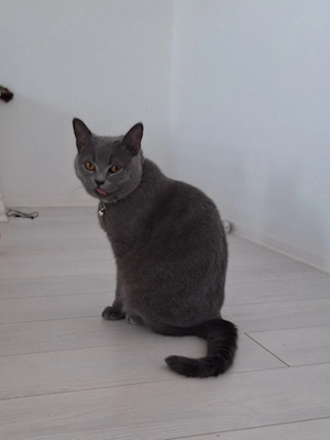Pisică British Shorthair - imagine 4