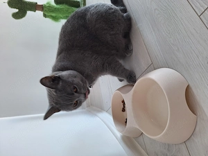 Pisică British Shorthair - imagine 5