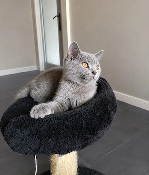 British shorthair 