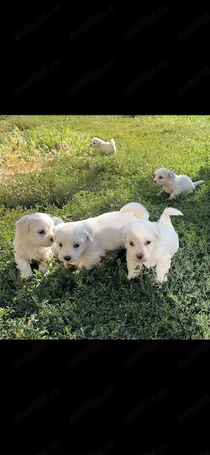 Caței Bichon