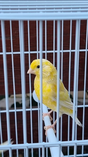 Canari, peruși, nimfă de vânzare. - imagine 4