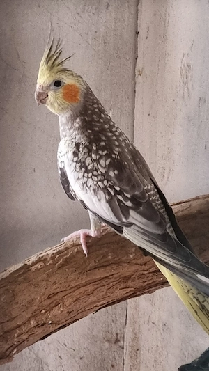 Canari, peruși, nimfă de vânzare. - imagine 5