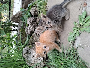 Donez pui de pisică