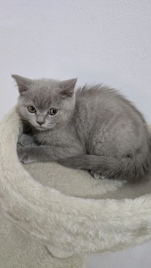 Pisici british shorthaire și scotish fold  - imagine 2