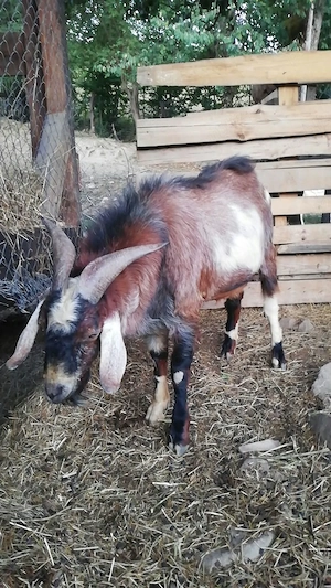 Vând țap .Detalii la Nr   - imagine 3