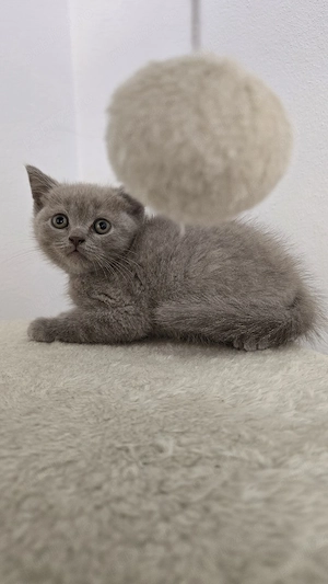 Pisici british shorthaire și scotish fold 