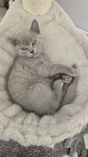 Pisici british shorthaire și scotish fold  - imagine 3