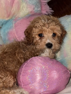 Fetiță Maltipoo adorabilă  - imagine 3