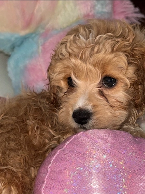 Fetiță Maltipoo adorabilă  - imagine 2