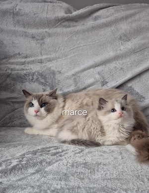 Ragdoll Blue superb