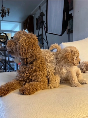 Băiețel Maltipoo jucăuș și afectuos - imagine 2
