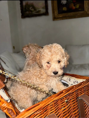 Băiețel Maltipoo jucăuș și afectuos