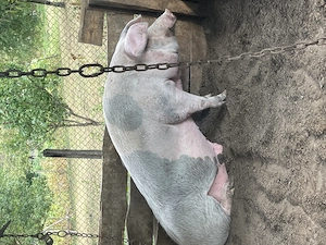 Vând doi porci în jur de 270kg și unul de 150 kg - imagine 2