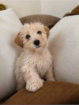Fetiță Maltipoo micuță și foarte zglobie - imagine 2