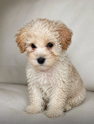 Fetiță Maltipoo micuță și foarte zglobie - imagine 3