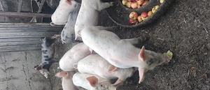 Vând purcei rasă de carne  - imagine 3