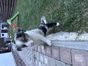 Pui Border Collie Tricolor Negru Cu Alb Blue Merle Marou