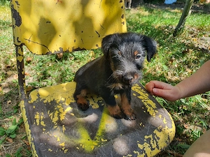 catei jagterrier 