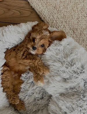 maltipoo mini toy - imagine 2