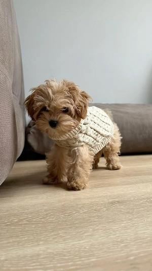 maltipoo mini toy - imagine 4