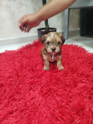 bichon talie mică 1luna (2fete-1baiat)
