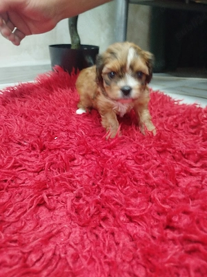 bichon talie mică 1luna (2fete-1baiat) - imagine 3