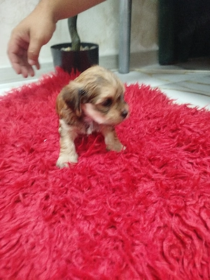 bichon talie mică 1luna (2fete-1baiat) - imagine 5