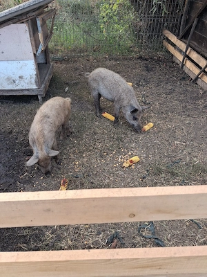 porci mangalița de vanzare!