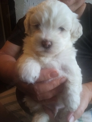 Vânzare pui bichon maltez  - imagine 4